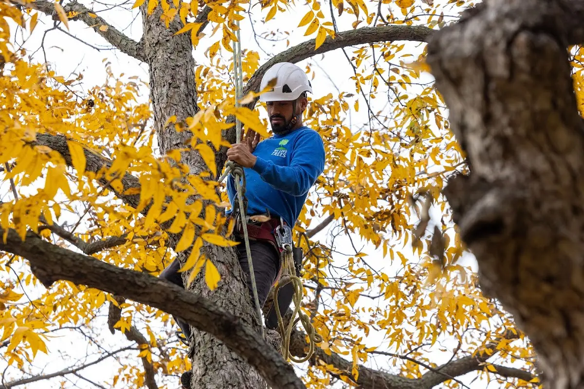 Skilled Tree Planting crew working in Alden